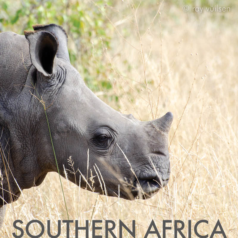 southern-africa-rhino