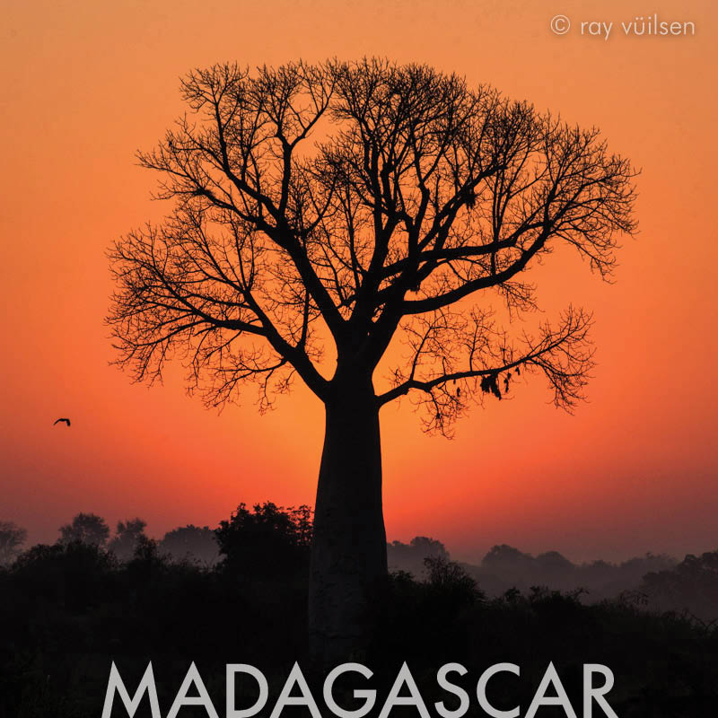 madagascar-baobab-sunset
